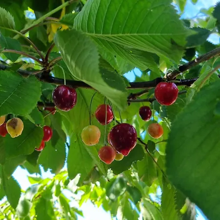 Alojamento de Acomodação e Pequeno-almoço Artisan Hideaway Breezand