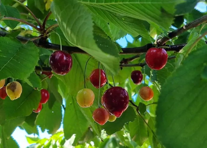 فندق مبيت وإفطار Artisan Hideaway Breezand (North Holland)